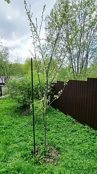 Опора деревянная для плодовых деревьев 120 см, 10 шт/уп