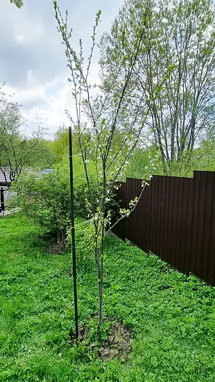 Опора деревянная для плодовых деревьев 160 см, 10 шт/уп