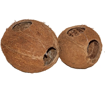 Кокос целый малый с отверстием, шт