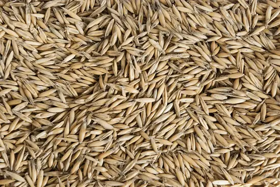 Сидерат Овес, 1,0 кг