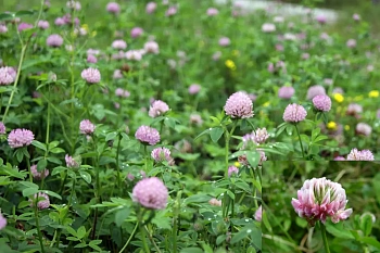 Сидерат Клевер гибридный, 0,5 кг