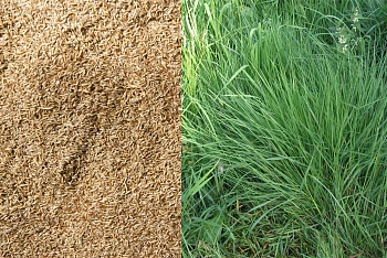 Сидерат Полевица, 0,2 кг