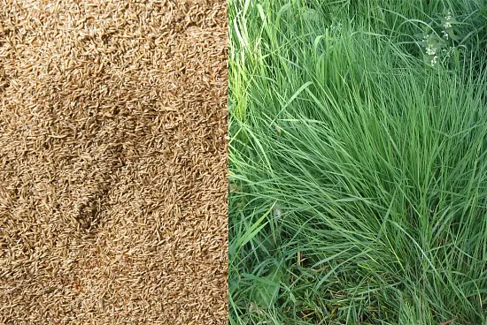 Сидерат Полевица, 0,2 кг