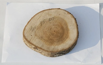 Спил черемуха шлифовка СЧШ1, (Ø 15-20 см, h 2-3см), шт