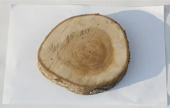 Спил черемуха шлифовка СЧШ1, (Ø 15-20 см, h 2-3см), шт
