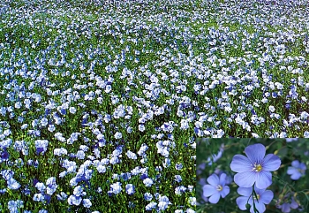 Сидерат Лен, 0,3 кг