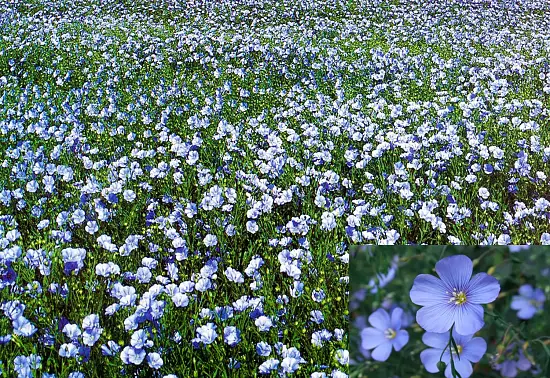 Сидерат Лен, 0,3 кг