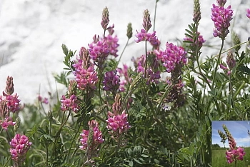 Сидерат Эспарцет, 0,4 кг