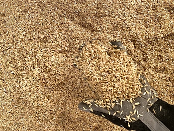 Шелуха рисовая, 60 л (9-10 кг)