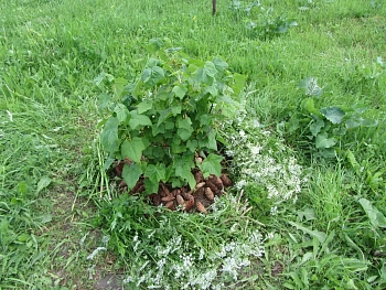 Шишки еловые (200-240 шт), 60 л