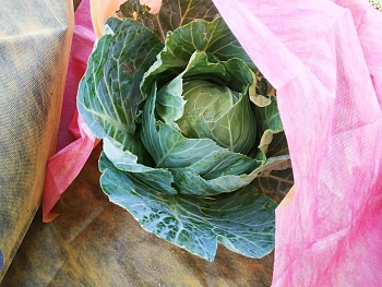 Агротекс двойная защита Красно-желтый 40, 3,0*100 м, рул