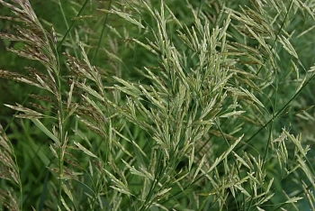 Трава Овсяница красная, 0,5 кг