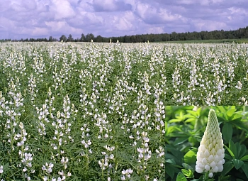 Сидерат Люпин, 0,5 кг