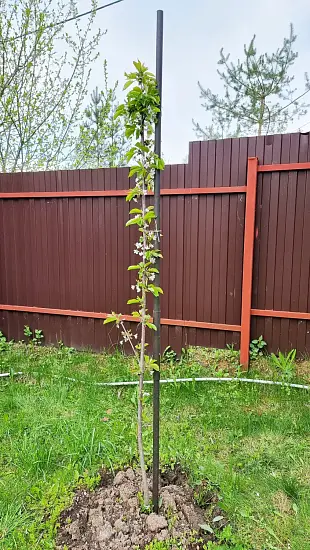 Опора деревянная для плодовых деревьев 160 см, 10 шт/уп