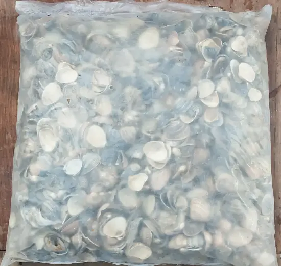 Ракушка морская, 10-40 мм, ~25 кг 