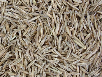 Трава Овсяница тростниковая, 0,5 кг