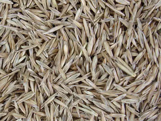 Трава Овсяница тростниковая, 0,5 кг