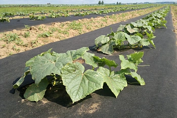 Агротекс Черный 80, 3,2*200 м, рул