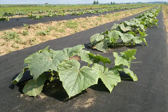 Агротекс Черный 80, 3,2*200 м, рул