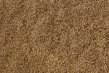 Сидерат Люцерна, 0,5 кг