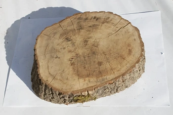 Спил дуб шлифовка СДШ1, (Ø 40-50см, h 8-10см), шт