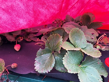 Агротекс двойная защита Бело-красный 60, 3,0*100 м, рул