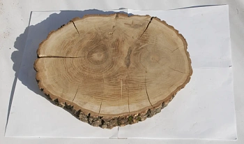 Спил дуб шлифовка СДШ1, (Ø 35-40см, h 3см), шт