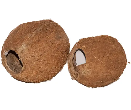 Кокос целый большой с отверстием, шт