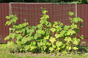 Шпалера для огурцов (двускатная), композитная, 200 * h 180 см, уп