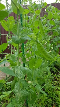 Шпалера для гороха (сетка в комплекте), композитная,  200 * h 100 cм, уп