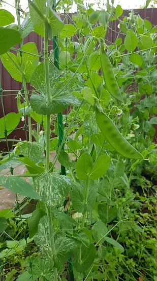 Шпалера для гороха (сетка в комплекте), композитная,  200 * h 100 cм, уп