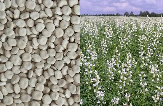 Сидерат Люпин, 0,5 кг