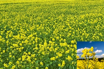 Сидерат Редька, 0,5 кг