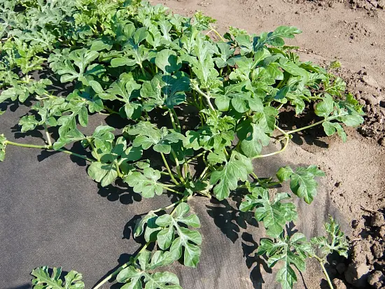 Агротекс Черный 80, 3,2*200 м, рул