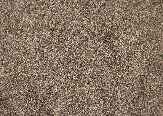 Сидерат Клевер гибридный, 0,5 кг