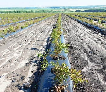 Агротекс Геоткань 100, Черный, 1,6*50 м, рул