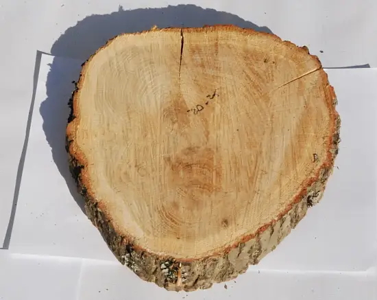 Спил дуб шлифовка СДШ1, (Ø 20-25см, h 3см), шт