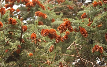 Шишки еловые (200-240 шт), 60 л