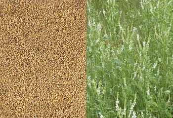 Сидерат Донник белый, 0,5 кг