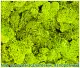 Мох стабилизированный №2 зеленый (салатовый, папоротник), 30*40 см, пак