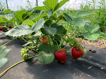 Агротекс перфорированный Черный 60, 1,6*200 м, рул