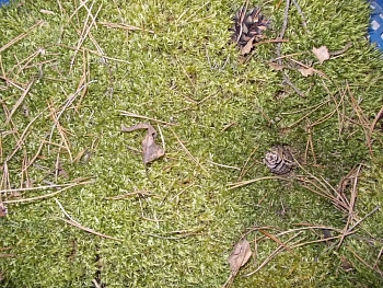 Мох натуральный, зеленый, лоток 30*40 см (без лотка), шт