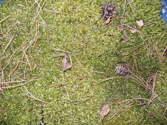 Мох натуральный, зеленый, лоток 30*40 см (без лотка), шт