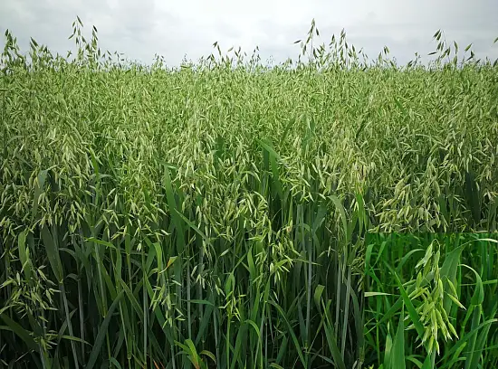 Сидерат Овес, 1,0 кг