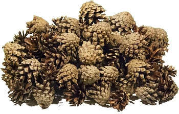 Шишка сосновая мелкая поштучно, шт