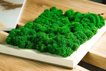 Мох стабилизированный №8 зеленое яблоко, 30*40 см, пак