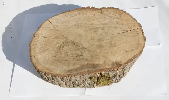 Спил дуб шлифовка СДШ1, (Ø 40-50см, h 8-10см), шт