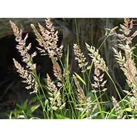 Овсяница луговая - неприхотливая газонная трава