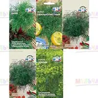 Укроп: и приправа, и лекарство