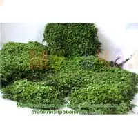 Пласты стабилизированного мха - натуральный материал для декора